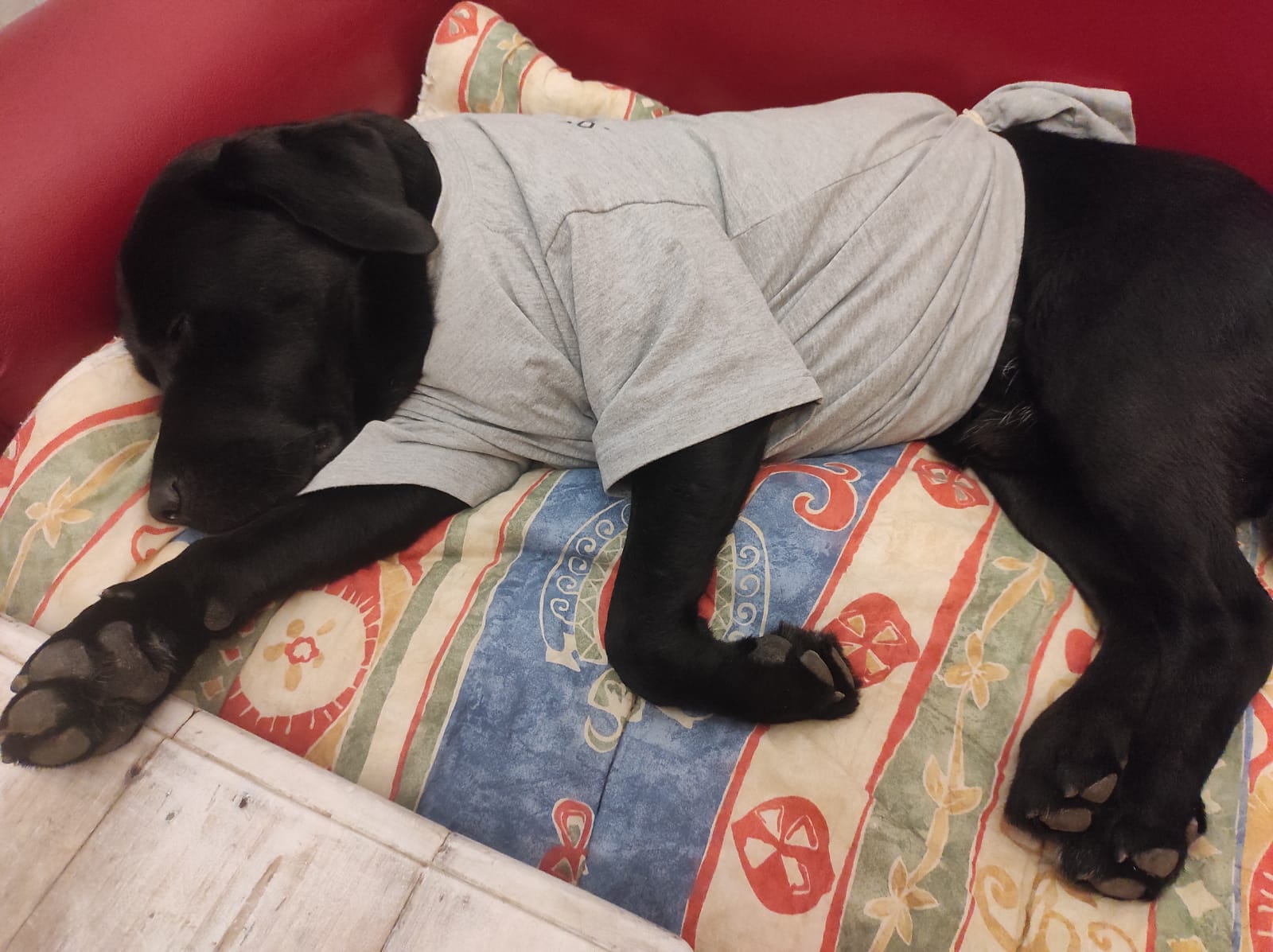 Dans les yeux de mon chien